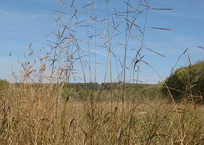 Prairie Cordgrass | Ernst Conservation Seeds