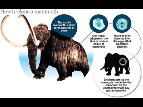 Extinct Hybrid Animal Cross Breeding: Scientists Add Woolly Mammoth DNA To Elephant Cells ...