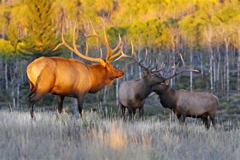 Colorado Elk Population 2024 - Deni Charmain