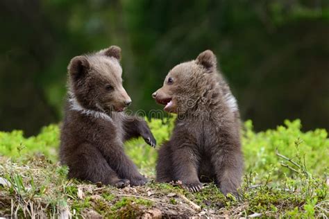 94,337 Brown Bear Stock Photos - Free & Royalty-Free Stock Photos from ...