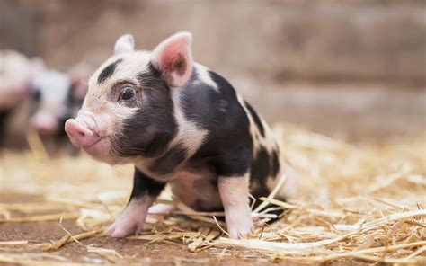 Cute Pig Wallpapers (63+ images)