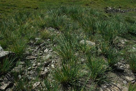 Flickriver: Photoset 'Flora & vegetation of Wakhan, NE Afghanistan' by jardin.lautaret