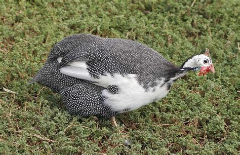 Guinea Fowl: Eggs, Height, Size and Raising Tips