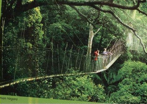 Taman Negara Day Tour - All You Need to Know BEFORE You Go (2024)