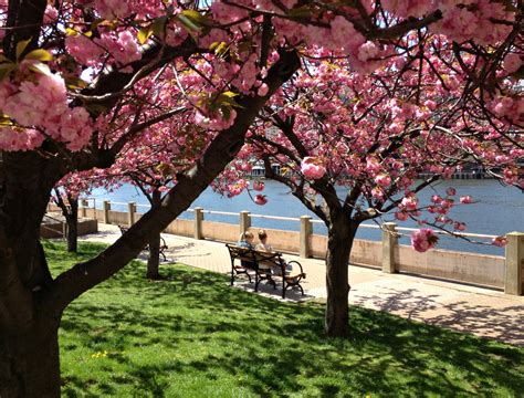 Roosevelt Island Cherry Blossoms: Prettiest Pink in NYC