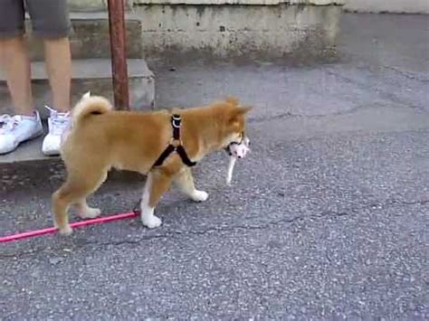 Shiba Inu Puppy Stairs Training - YouTube