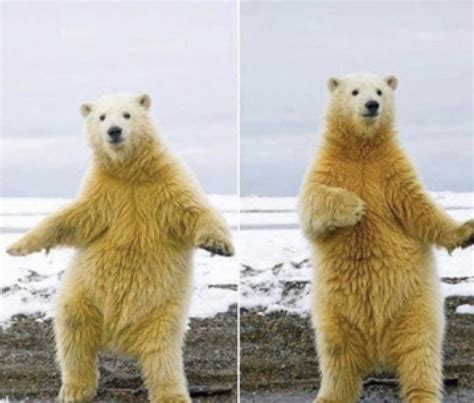 Bear dance Blank Template - Imgflip