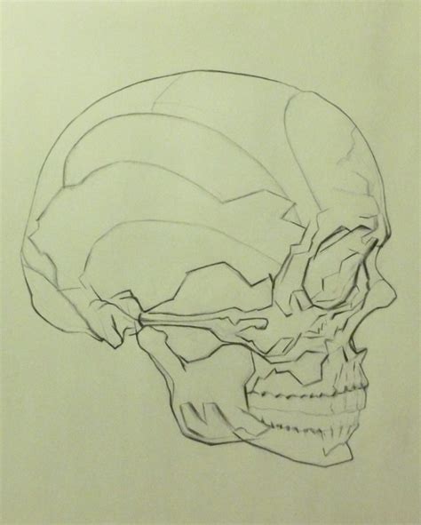 Skull Profile Drawing at GetDrawings | Free download