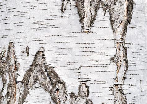 Birch tree bark texture — Stock Photo © viknik #2800568