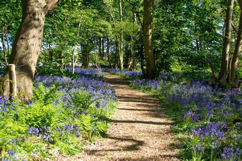 Stunning Bluebell Woods Norfolk Has To Offer