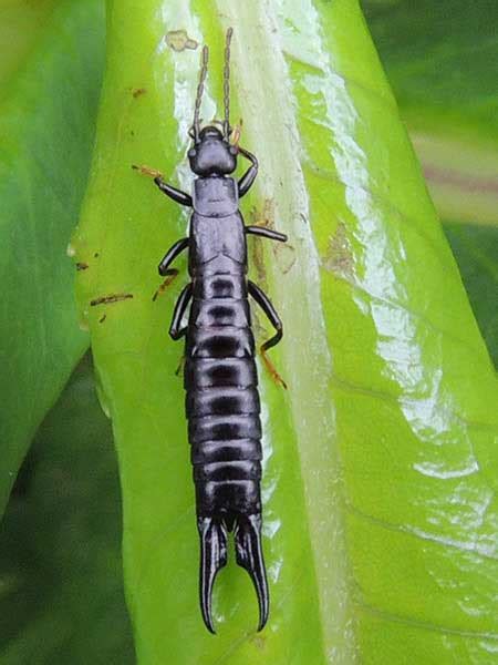 Black Earwig from Mt. Kenya, Kenya