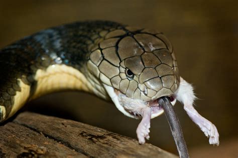 King Cobra Eating A Mouse