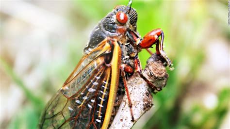 Cicadas prepare to emerge after 17 years - CNN