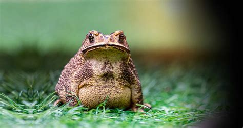 About Croaked - Croaked - Cane Toad Control