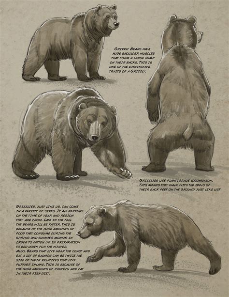 Grizzly Bear Anatomy - Anatomy Diagram Book