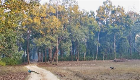 All About Kanha Kisli National Park | Tiger Reserve |A Two Day & one Night Trip to Kanha - What ...