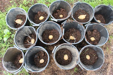 Potatoes grown in buckets | Gardens for Life