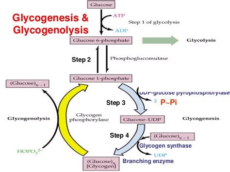 Glycogen metabolism, synthase and importance, Regulation of ...