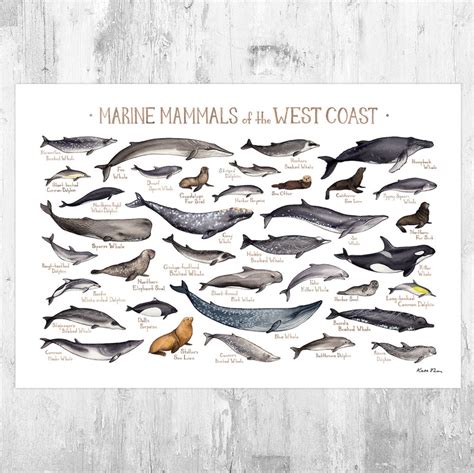 marine mammals of the west coast poster on a wooden background with text that reads marine ...