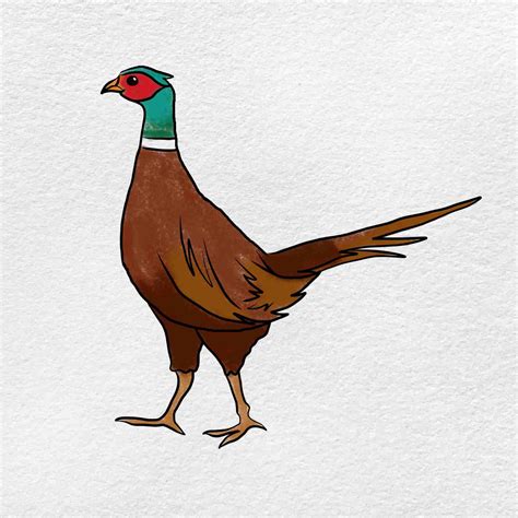 How to Draw a Pheasant - HelloArtsy