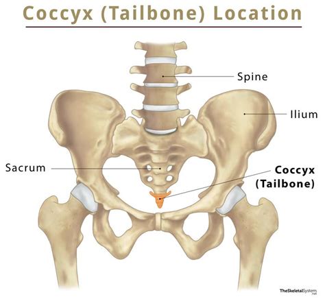 Coccyx (Tailbone) – Anatomy, Location, Functions, & Diagram