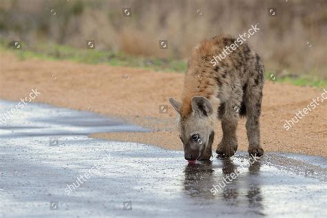 Spotted Hyena Laughing Hyena Crocuta Crocuta Editorial Stock Photo ...