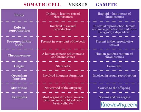 Difference between Somatic Cells and Gametes - KnowsWhy.com