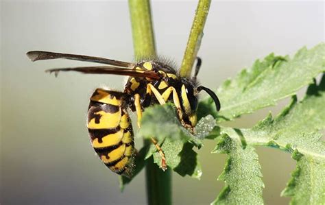 Common Stinging Insects Of New York