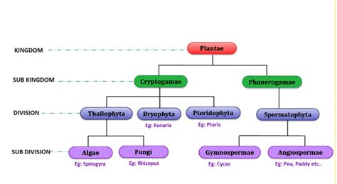 Plant Kingdom Classification and Chart - Biology | AESL