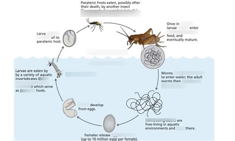 Cricket Life Cycle