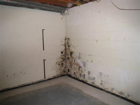 Black Mold On Concrete Basement Floor – Clsa Flooring Guide