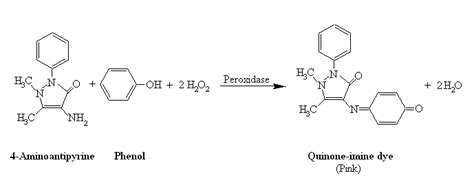 Reaction of o-dianisidine and hydrogen peroxide with peroxidase | Download Scientific Diagram