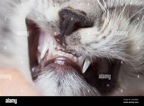 Baby teeth in a small kitten. Dentistry for cats, close-up Stock Photo - Alamy