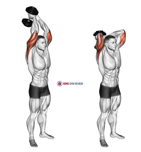 Dumbbell Standing Triceps Extension - Home Gym Review