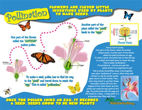 Pollination For Kids