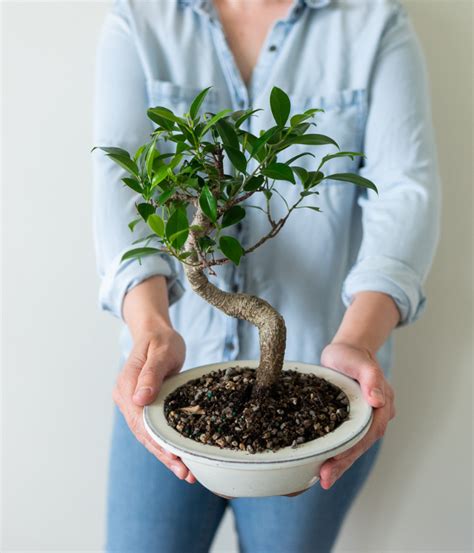 Ficus Indoor Bonsai Tree - SendPlants