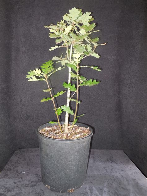 Quercus garryana Oak 2 gallon | Brooks Tree Farm