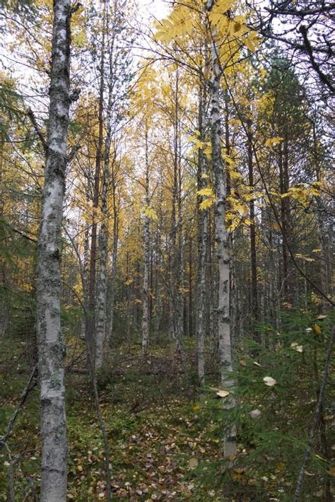 141 photos of Golden Silver Birches | Silver birch, Picturesque, Forest