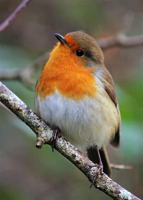 Christmas Robin | Animals, Pet birds, Birds