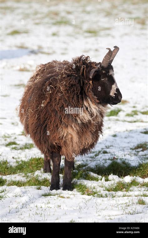 Jacob Sheep With Horns, Winter Stock Photo - Alamy