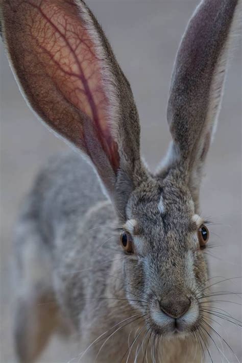 Photo of black-tailed jackrabbit by Yasmina Parker | Animals beautiful, Pet birds, Animals