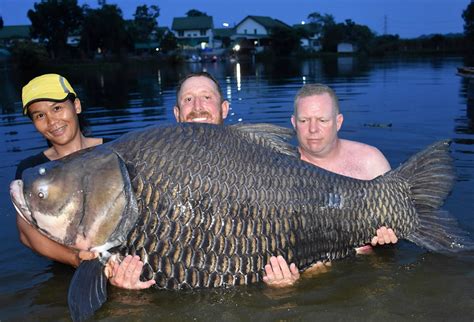 World's biggest carp caught in Thailand weighing 16.5 stone - Daily Star