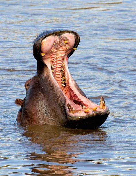 hippo-mouth-4ft-child-strange-weird-facts