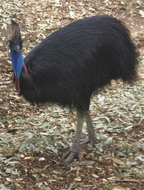 Flightless Birds of Australia Australian Aussie Birds