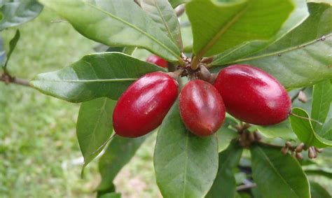 La fruta mágica que vuelve dulce lo ácido y amargo