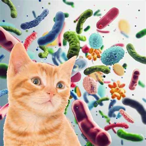 What does probiotics do for a cat? - The Online Veterinarian