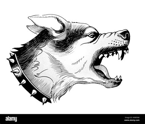 Angry dog Stock Photo, Royalty Free Image: 137006624 - Alamy