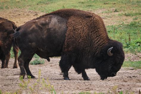 Cooking Bison vs. Beef and How to grill it on the BBQ - Barbecue Tricks