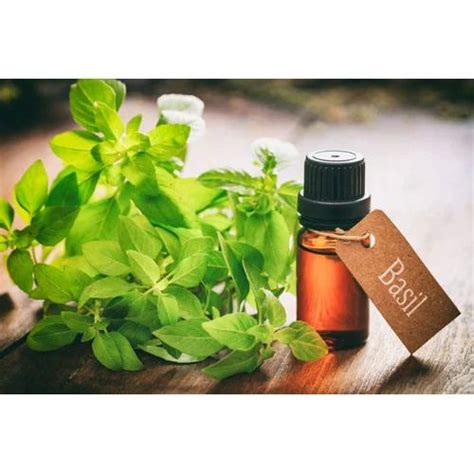 Tulsi Oil at Rs 1500/kilogram | Tulsi Oil in Delhi | ID: 17481541612