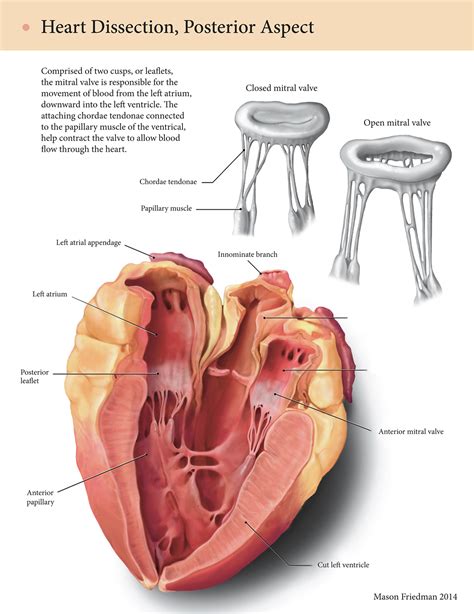 Heart dissection on Behance